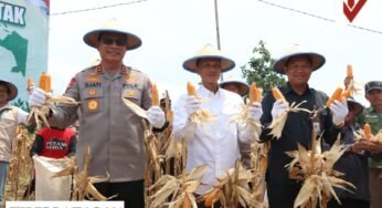 Panen Raya Jagung Kuartal III di Tarakan, Sinergi Ketahanan Pangan Kalimantan Utara