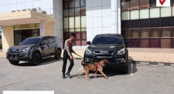 Ditsamapta Polda Kaltara Gelar Simulasi Unit K-9 untuk Meningkatkan Kemampuan Satwa