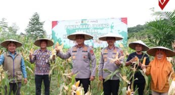 Kapolda Kaltara Laksanakan Panen Raya Jagung Serentak Kuartal IV Tahun 2025