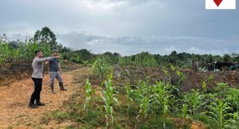 Upaya Bhabinkamtibmas Polsek Sekatak Dampingi Petani Jagung Disambut Antusias