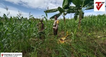Monitoring Pertanian, Bhabinkamtibmas Desa Siva Rahayu Cek Lahan Jagung Warga