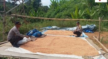 Polsek Mentarang Dukung Swasembada Pangan Lewat Pengecekan Jagung Warga
