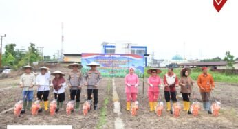 Sinergi Polda Kaltara dan Forkopimda: Tanam Jagung Serentak di Bumi Rahayu Demi Swasembada Pangan 2026